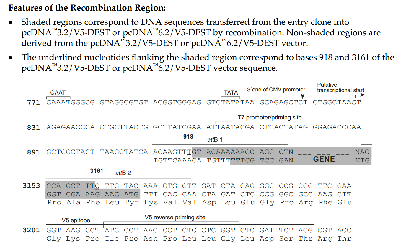 pcDNA3.2-V5-DEST载体重组位点 点击看大图 pcDNA3.2-V5-DEST 重组位点